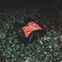Rope Bag Turtle