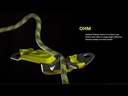 Ohm II Oasis
